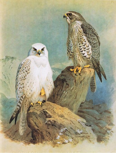 アイスランドファルコンとグリーンランドファルコン、パブ。ブッククラブアソシエイツ、1972年 作： Archibald Thorburn