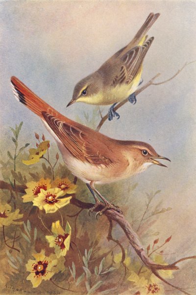 イクテリンムシクイ、ルリビタキ（カラーリトグラフ） 作： Archibald Thorburn