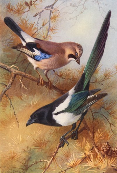 ジェイ、カササギ（カラーリトグラフ） 作： Archibald Thorburn