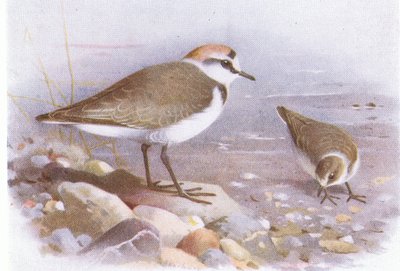 イギリス諸島の鳥とその卵のケンティッシュプロバー、1958年フレデリックワーン＆カンパニー発行 作： Archibald Thorburn