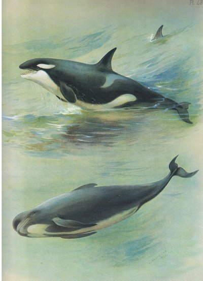 ロングマンズアンドカンパニー発行のThorburns哺乳類のキラーパイロットクジラc。 1920年 作： Archibald Thorburn