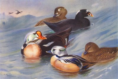 キングアイダー、サーフスコーター（オスとメス）、トド（オスとメス）（カラーリトグラフ） 作： Archibald Thorburn