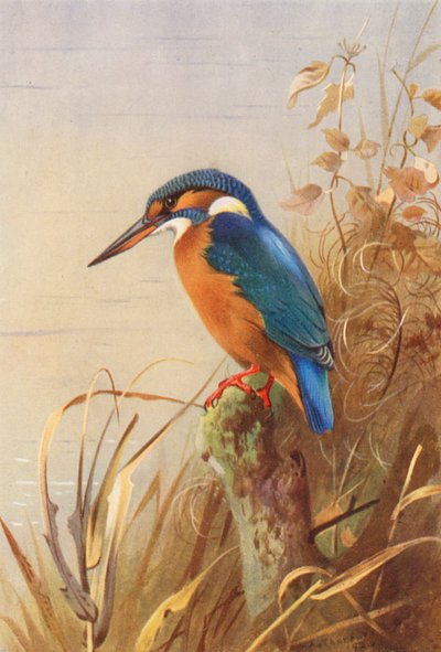 カワセミ（カラーリトグラフ） 作： Archibald Thorburn