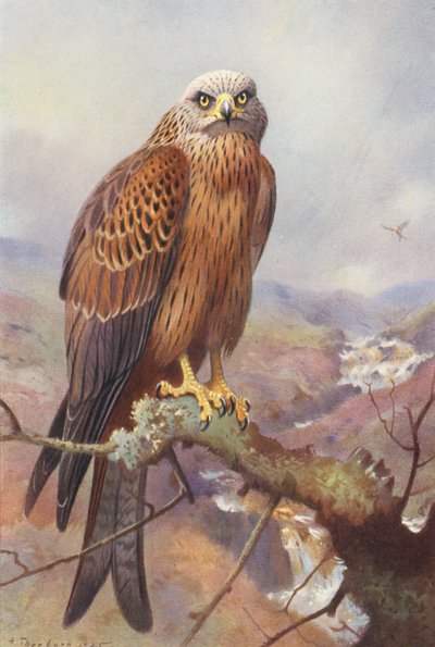 カイト（カラーリトグラフ） 作： Archibald Thorburn