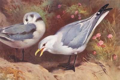 ユリカモメ（成鳥と幼鳥）（カラーリトグラフ） 作： Archibald Thorburn