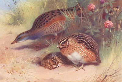 ランドレール、ウズラ（オスとメス）（カラーリトグラフ） 作： Archibald Thorburn