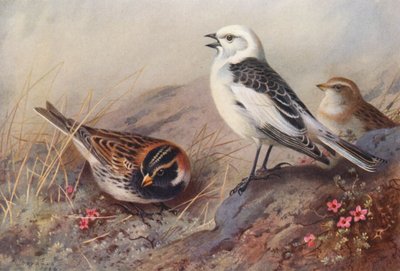 ラップランドホオジロ、ユキホオジロ（夏）（オス・メス）（カラーリトグラフ） 作： Archibald Thorburn