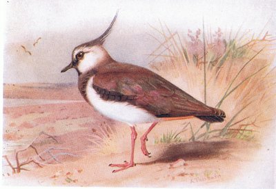 Lapwing、Birds of the British Islands and their EggsからFrederick Warne＆Co Ltdによって発行された、1958 作： Archibald Thorburn