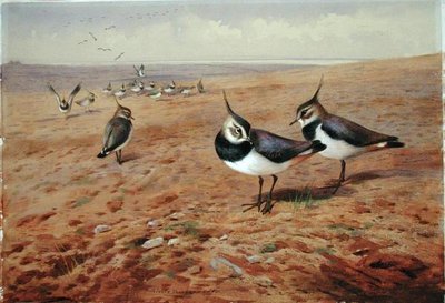 鋤の上のLapwings 作： Archibald Thorburn
