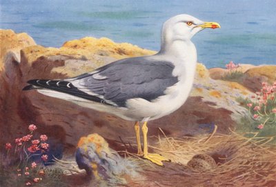小クロカモメ（カラーリトグラフ） 作： Archibald Thorburn