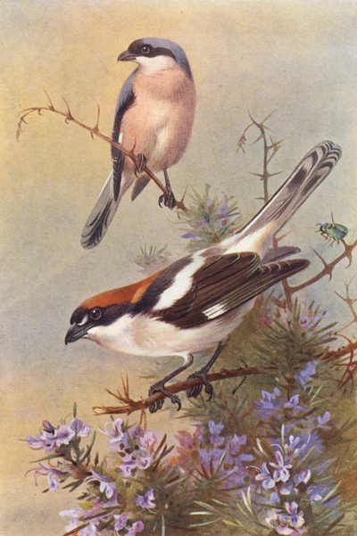 小灰色モズ、ウッドチャット（カラーリトグラフ） 作： Archibald Thorburn