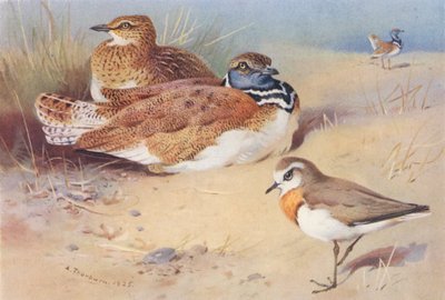 コチドリ（オスとメス）、カスミチドリ（カラーリトグラフ） 作： Archibald Thorburn