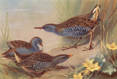 コビトクレイク、スポッテッドクレイク、ウォーターレール（カラーリトグラフ） 作： Archibald Thorburn
