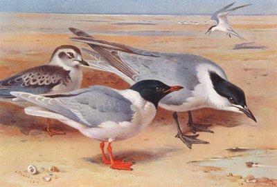 コカモメ（成鳥と幼鳥）、カモハラアジサシ（カラーリトグラフ） 作： Archibald Thorburn