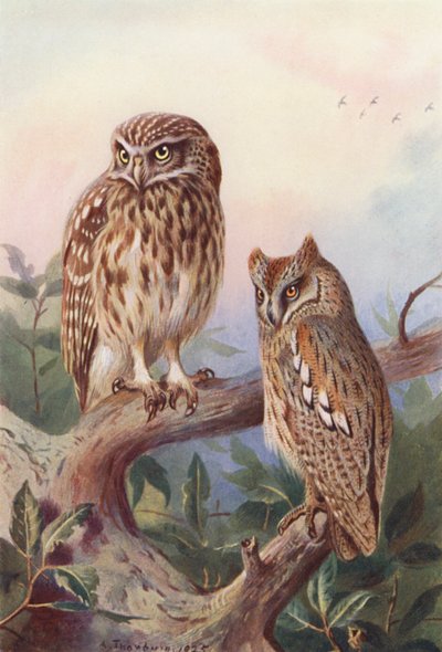 コキンメフクロウ、スコップ・オウル（カラーリトグラフ） 作： Archibald Thorburn