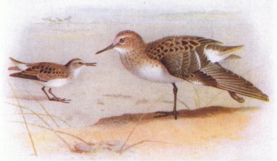 イギリス諸島の鳥とその卵のリトルスティント、フレデリックウォーン＆Co Ltdから出版、1958年 作： Archibald Thorburn