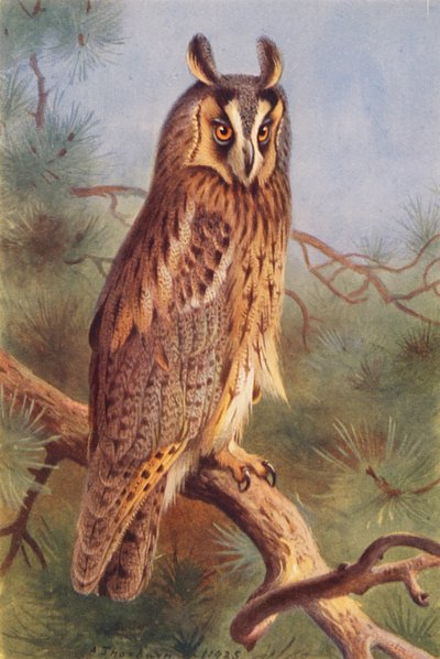 ミミズク（カラーリトグラフ） 作： Archibald Thorburn