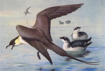 ヒメウミスズメ、コガモ（冬）（カラーリトグラフ） 作： Archibald Thorburn