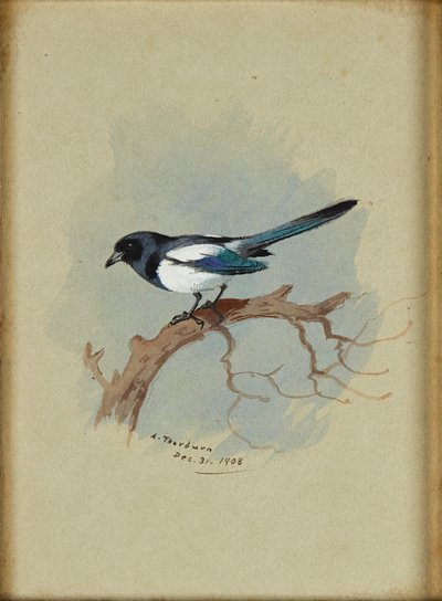 枝のカササギ (インクと水彩) 作： Archibald Thorburn