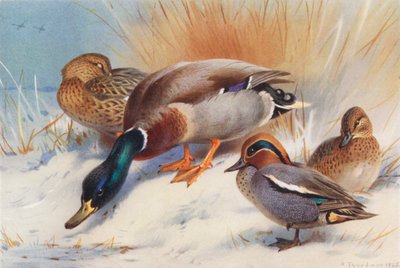 マガモ（オス・メス）、コガモ（オス・メス）（カラーリトグラフ） 作： Archibald Thorburn