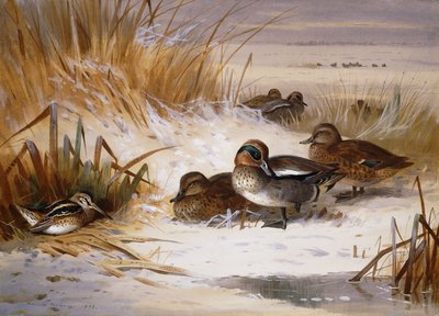 冬のプールの端でマガモヒドリガモとスナイプ 作： Archibald Thorburn