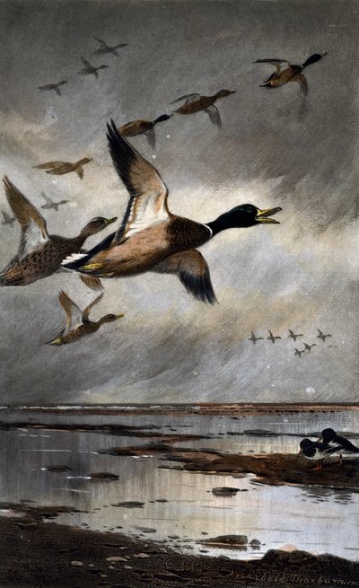 飛行中のマガモ 作： Archibald Thorburn