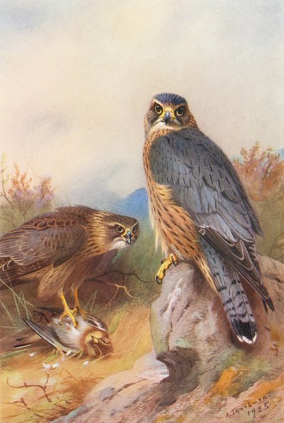 マーリン（カラーリトグラフ） 作： Archibald Thorburn