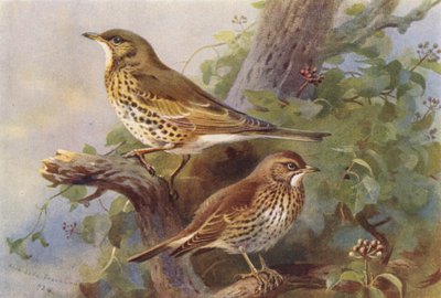 ツグミ、ツグミ（カラーリトグラフ） 作： Archibald Thorburn