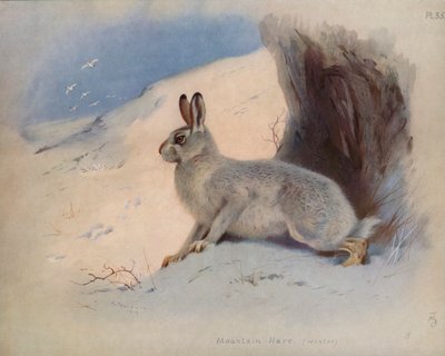 山うさぎ（冬） 作： Archibald Thorburn