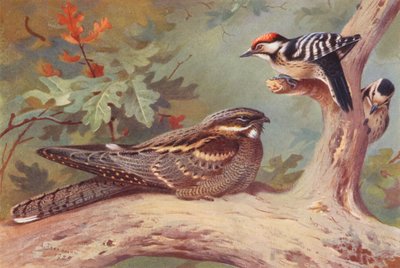 イソヒヨドリ、コゲラ（オスとメス）（カラーリトグラフ） 作： Archibald Thorburn