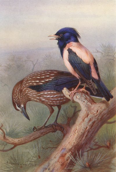 くるみ割り人形、バラ色ムクドリ（カラーリトグラフ） 作： Archibald Thorburn