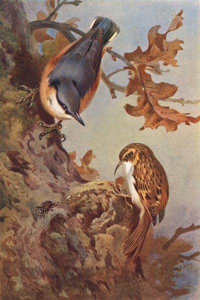 ゴジュウカラ、キバシリ（カラーリトグラフ） 作： Archibald Thorburn