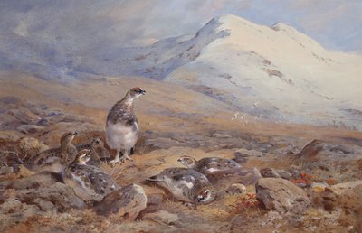 ライチョウの地面に（水彩） 作： Archibald Thorburn