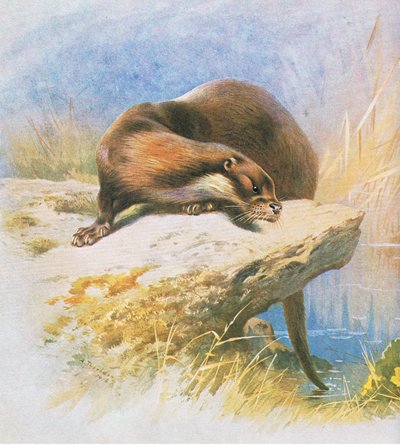 カワウソ、パブ。ブッククラブアソシエイツ、1972年 作： Archibald Thorburn