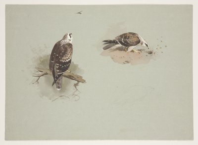 ペール・ハニー・バザード 1915年頃（紙に鉛筆の上に水彩とボディカラーを使用 作： Archibald Thorburn
