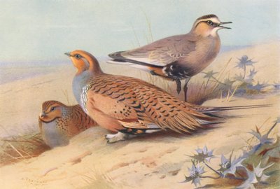 オオライチョウ（オスとメス）、ソシチドリ（カラーリトグラフ） 作： Archibald Thorburn