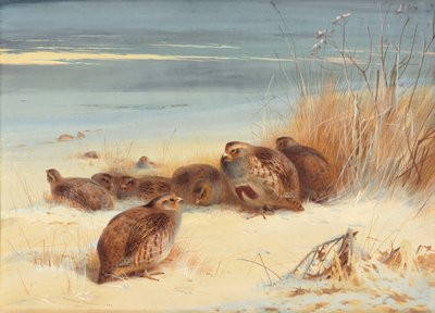 凍るような朝のヤマウズラ 作： Archibald Thorburn