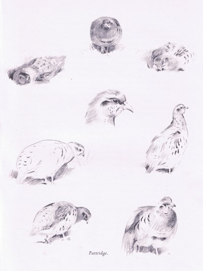 パートリッジ、1938 作： Archibald Thorburn