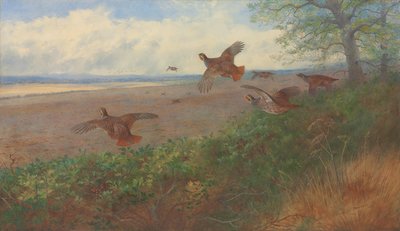 飛行中のヤマウズラ 作： Archibald Thorburn