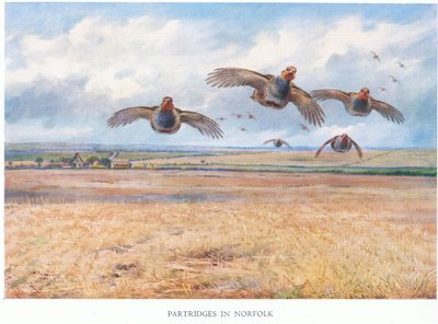 ノーフォークのパトリッジ、1938 作： Archibald Thorburn