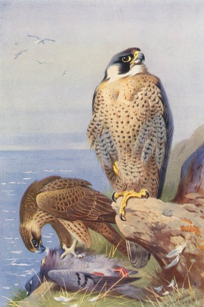 ペレグリン・ファルコン（カラーリトグラフ） 作： Archibald Thorburn