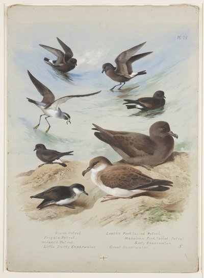 ウミツバメ、1915年頃（紙に鉛筆の上に水彩とボディカラーを使用 作： Archibald Thorburn