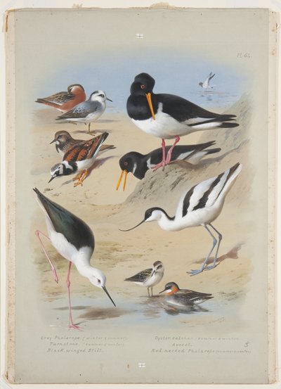 Phaleropes, oystercatcher, avocet, turnstone and stilt, c.1915 (watercolor & bodycolour with gum arabic over the pencil on board) 作： Archibald Thorburn