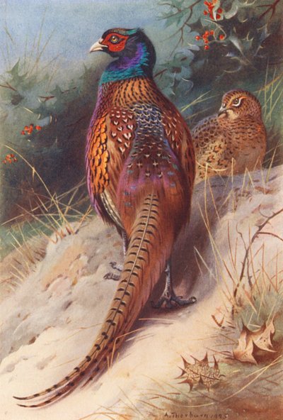 キジ（オス・メス）（カラーリトグラフ） 作： Archibald Thorburn