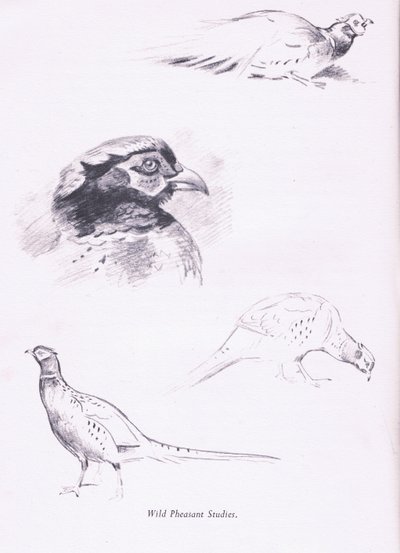 キジ、1938 作： Archibald Thorburn