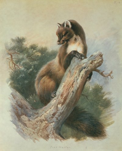 パインマーチン 作： Archibald Thorburn