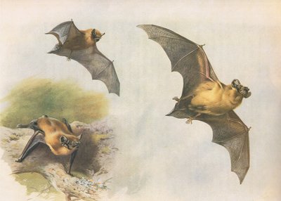 LongmansとCoによって発行されたThorburns哺乳類からのPipistrelleまたはCommon Bat、c。 1920年 作： Archibald Thorburn