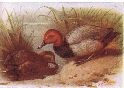 ポチャード 作： Archibald Thorburn