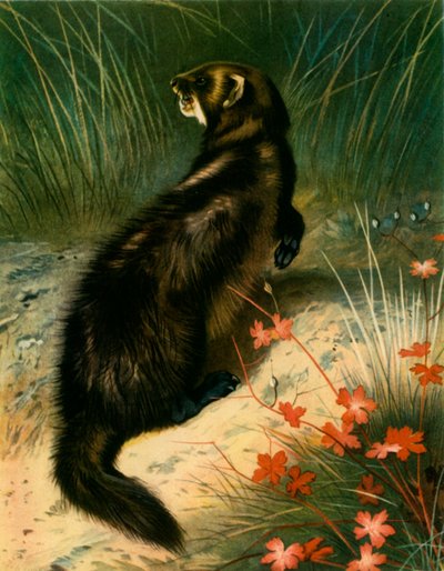 「ケナガイタチ」、1905 年頃、1943 年。 作： Archibald Thorburn