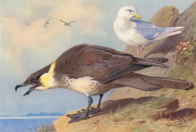 アイスランドカモメ（カラーリトグラフ） 作： Archibald Thorburn